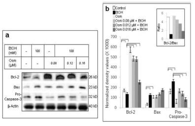 a) western blot; b) quantitative analysis. Control: untreated, EtOH: ethanol (100 mM), Osm: osmotin (0.16 μM), Osm+EtOH: osmotin(0.16 μM) plus ethanol (100 mM)