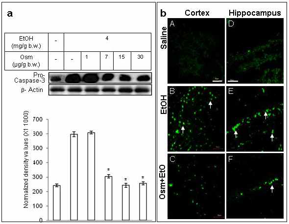 a) caspase-3 발현 양 측정 saline, ethanol (EtOH; 4 mg/g b.w.), osmotin (Osm; 1, 7, 15, 30ug/g b.w.) b) TUNEL 염색 The osmotin dose was 15 μg/g b.w. Magnification, 40X; scale bar, 50 μm