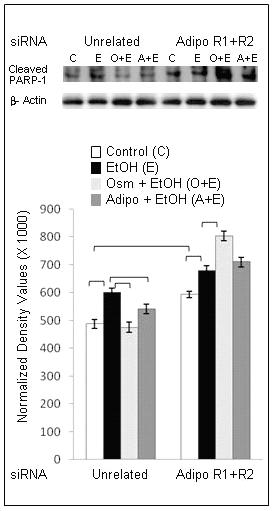 unrelated siRNA, AdipoR1 and AdipoR2 (AdipoR1+R2) siRNAs, ethanol (EtOH; 100 mM), osmotin (Osm; 0.16 μM), adiponectin (Adipo; 0.1 μM). saline (-), ethanol (EtOH; 4 mg/g b.w.), osmotin (Osm; 15 μg/g b.w.)