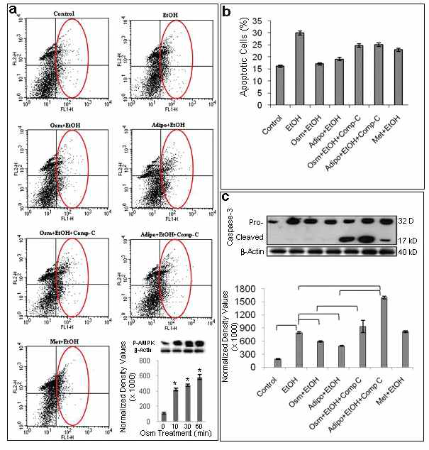 a) 유세포 분석 b) 사멸된 세포수 백분율 c) caspase-3 발현양 및 분석. Control, ethanol (100 mM), osmotin (0.16 μM), adiponectin (0.1 μM), Compound C (20 μM), or metformin (5 mM) Annexin V (early apoptotic), Propidium iodide (late apoptotic)