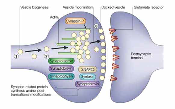 시냅스 형성 관련 분자