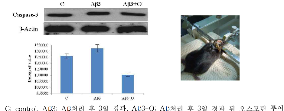 Aβ (I-42) injection 후 오스모틴 투여 12시간 후 해마(hippocampus) 부위에서 caspase-3 발현이 억제됨을 관찰