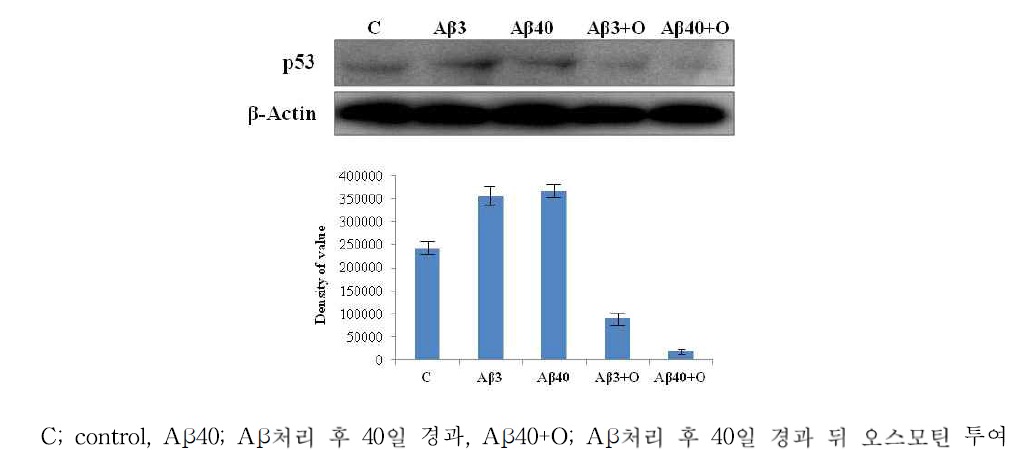 Aβ (1-42) injection 후 40일)에 오스모틴 투여 4시간, 12시간 후 hippocampus 부위에서 p53에 대한 세포사멸이 억제됨을 관찰