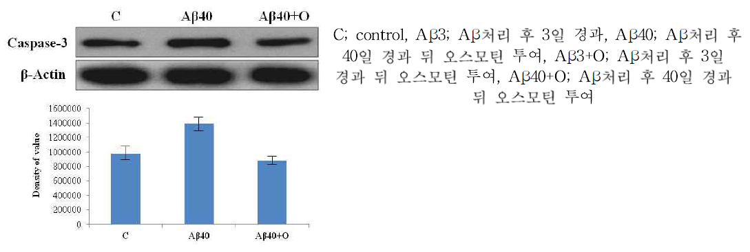 치매동물모델(Aβ (1-42) injection 후 3일에 오스모틴 투여후 대뇌피질 부위에서 caspase-3 단백질 발현이 억제됨을 관찰