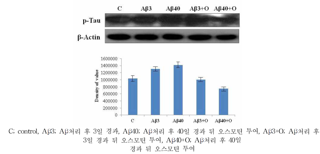 치매동물모델(Aβ (1-42) injection후 3일, 40일)에 오스모틴 투여(12시간, 4시간)후 hippocampus 부위에서 Tau 단백질의 인산화가 억제됨을 관찰