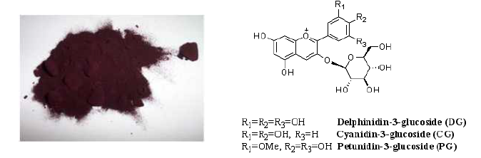 안토시아닌의 구조와 분리된 안토시아닌