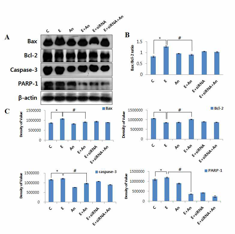 안토시아닌이 에탄올로부터 나타나는 세포사멸을 GABAB1 수용체를 통해서 억제시킴을 확인. Control (C); 100mM ethanol (E); 0.1 mg/mL anthocyanins (An); 100 mM ethanol + 0.1 mg/mL anthocyanins (E+An); 100 mM ethanol added to cells transfected with 40 nM GABAB1R siRNA (E+siRNA) ; and 100mM ethanol + 0.1mg/mL anthocyanins added to cells transfected with 40nM GABAB1R siRNA (E+siRNA+An). (A) Bax, Bcl-2, Caspase-3, PARP-1 protein levels의 발현변화. (B) pro-apoptotic protein Bax and anti-apoptotic protein Bcl-2 quantification 의 ratio. (C) western blots의 quantification. Bars represent mean±SEM (n=5). Significance= *p< 0.05 different from control; #p < 0.05 different from ethanol