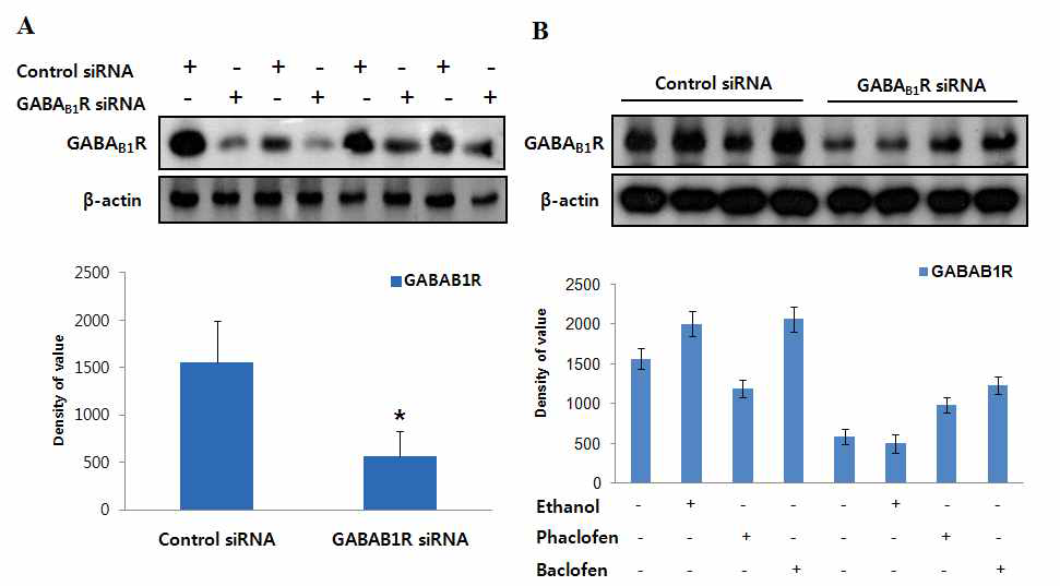 GABA 수용체 siRNA의 작용확인과 GABA 수용체에 영향을 미치는 aganint, antaganist들을 처리함으로써 GABAB1 수용체의 발현 변화 확인. (A) non targeted and targeted siRNA GABAB1 수용체 protein levels의 발현변화. (B) non targeted and targeted siRNA with or without drug treated GABAB1 수용체 protein levels의 발현변화. Control (C); 100mM ethanol (E); 50μM Baclofen (Ba); 100 μM Phaclofen. Bars represent mean± SEM (n=5). Significance= *p< 0.05