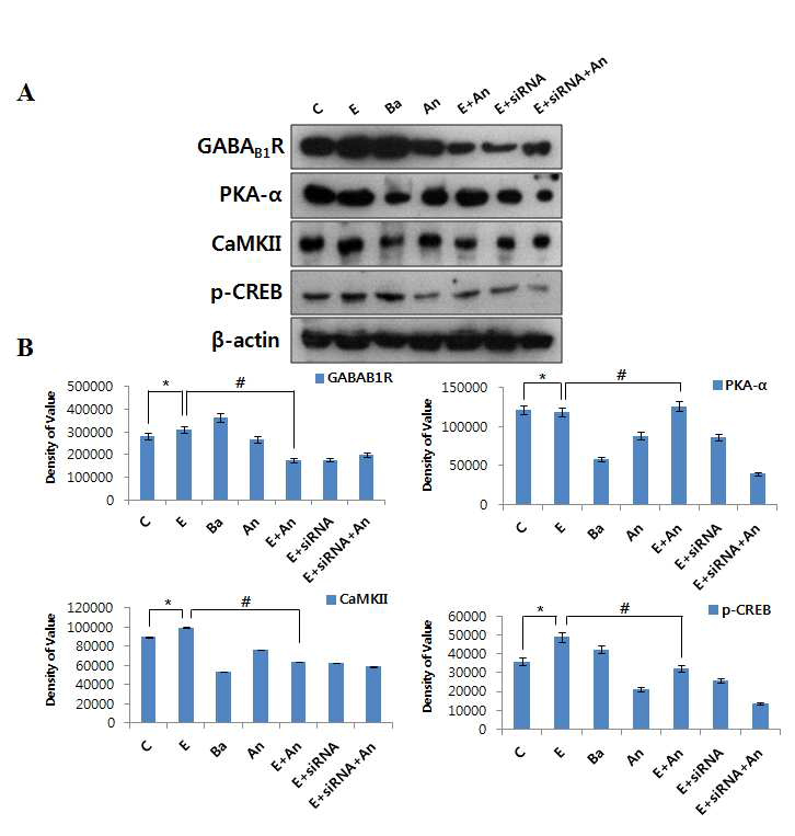 에탄올 처리 그룹에서 나타나는 신경세포내 신호전달 억제를 안토시아닌을 처리함으로써 극복되고, 이는 GABAB1 수용체를 통해 나타남. Control (C); 100 mM ethanol (E); 50 μM Baclofen (Ba); 0.1 mg/mL anthocyanins (An); 100 mM ethanol + 0.1 mg/mL anthocyanins (E+An); 100 mM ethanol added to cells transfected with 40 nM GABAB1 R siRNA(E+siRNA); and 100mM ethanol+0.1mg/mL anthocyanins added to cells transfected with 40nM GABAB1 R siRNA(E+siRNA+An). (A) GABAB1 R, PKA-α, CaMKII, p-CREB의 protein levels의 발현변화 (B) western blots의 quantification