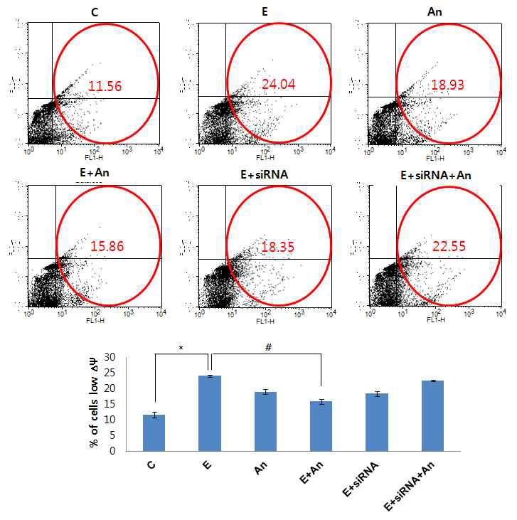 FACS analysis of JC-1 fluorescence. 에탄올에 의해 나타나는 mitochondrial membrane potential (ΔΨM)의 붕괴를 안토시아닌이 의해 억제됨을 확인. 안토시아닌은 에탄올에 대한 미토콘드리아 막전위의 변화도 조절함. Control (C); 100 mM ethanol (E); 0.1 mg/mL anthocyanins (An); 100 mM ethanol added to cells transfected with 40 nM GABAB1 R siRNA(E+siRNA);100mM ethanol+0.1mg/mL anthocyanins(E+An);and 100mM ethanol+0.1mg/mL anthocyanins added to cell stransfected with 40nM GABAB1 R siRNA (E+siRNA+An)