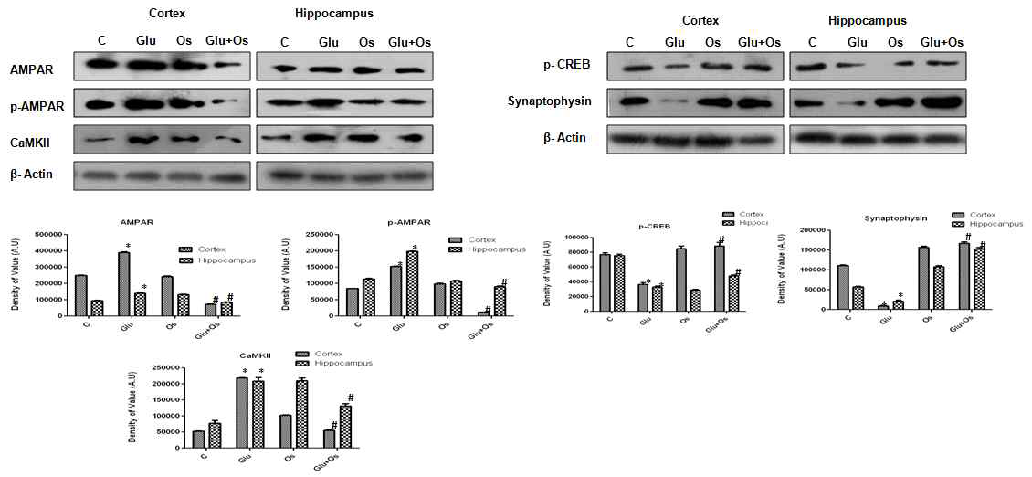 glutamate에 의해 나타나는 AMPAR, p-AMPAR, CaMII, Synaptophysin, p-CREB protein 발현에 대해 오스모틴의 영향 확인. C; control, Glu; Glutamate, Os; Osmotin, Glu+Os; Glutamate + Osmotin 처리군 *Significantly different from control; #significantly different from glutamate ; Significance = P < 0.05.)