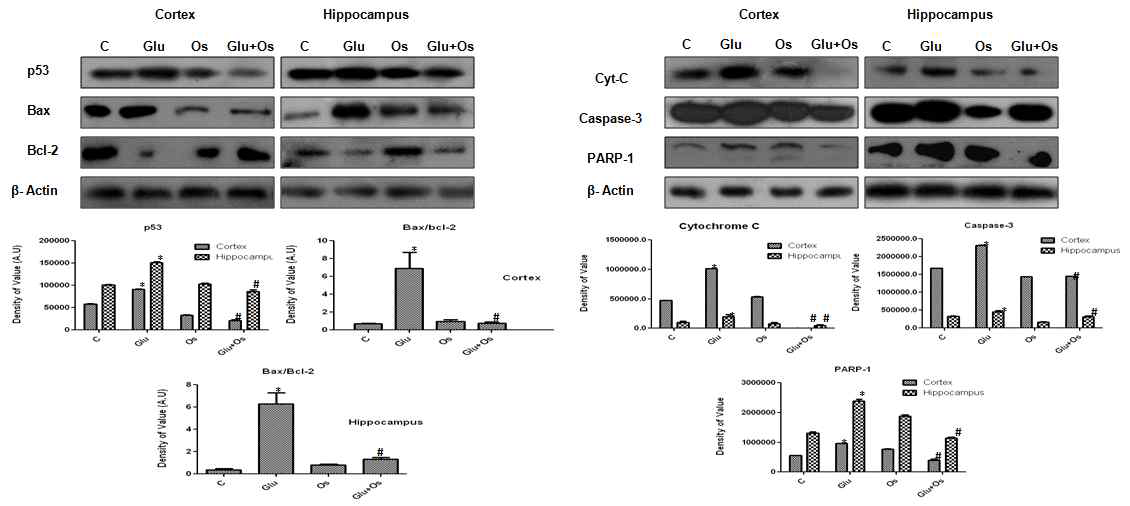 대뇌피질과 해마부위에서 glutamate에 의해 나타나는 신경퇴행이 오스모틴에 의해 세포사멸에 관계되는 유전자인 p53, Bax, Bcl-2, Cyt-C, Caspase-3, PARP-1 단벡질의 발현이 억제됨을 확인. C; control, Glu; Glutamate, Os; Osmotin, Glu+Os; Glutamate + Osmotin 처리군