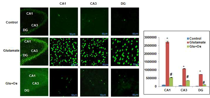 뇌 해마부위에서 glutamate에 의해 나타나는 신경퇴행 중 DNA fragmentation를 오스모틴을 투여 하였을 때 억제시킴을 해마부위(CA1, CA3, DG지역) 의존적으로 억제됨을 확인한 conforcal 사진 (TUNEL 염색). C; control, Glutamate; glutamate 처리군 Glu+Os; Glutamate + Osmotin 처리군