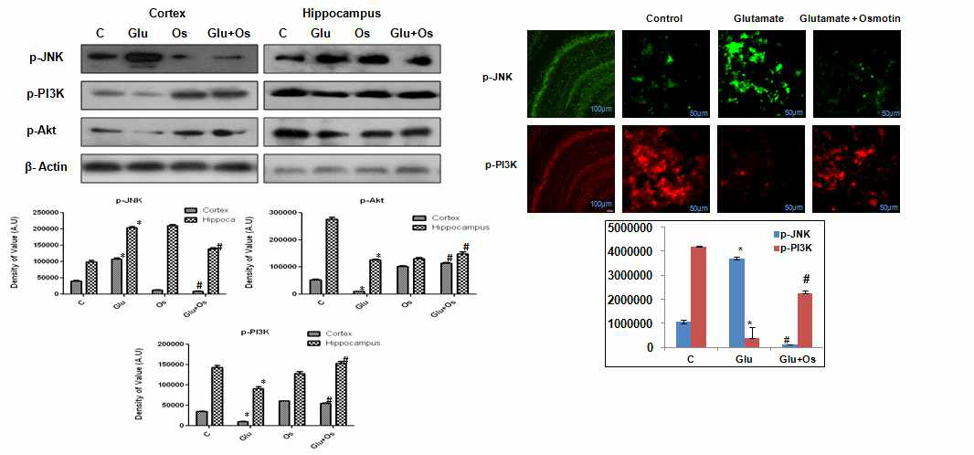 대뇌피질과 해마부위에서 glutamate에 의해 신경세포 퇴행을 유발 했을 때 시냅스 신호전달 조절하는 오스모틴 효과를 나타내는 단백질의 변화(좌) 및 해마 부위에서의 p-JNK(green) 와 p-PI3K (red)의 면역반응의 confocal 사진(우). C; control, Glutamate; glutamate 처리군 Glu+Os; Glutamate + Osmotin 처리군 0.9% saline (control (C)), 10 mg/kg glutamate (Glu), 15 μg/g osmotin (Os), 10 mg/kg glutamate plus 15 μg/g osmotin (Glu+Os), 10 mg/kg glutamate plus 10 mM LY294002 (Glu+YL) and 10 mg/kg glutamate plus 10 mM LY294002 plus 15 μg/g osmotin (Glu+YL+Os). (*Significantly different from control; #significantly different fromglutamate; Significance=P < 0.05.)