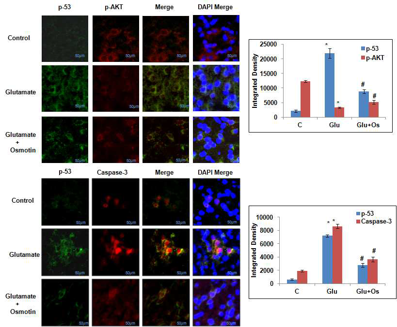 뇌 해마부위(CA1 지역)에서 glutamate에 의해 나타나는 세포내 신호 전달에 대한 p-Akt와 신경세포사멸에 대한 p53, caspase-3의 조직 내 위치와 변화에 대한 오스모틴의 효과에 대한 cofocal 사진. p-Akt, caspase-3 (red), p53 (green). DAPI; 전체 세포핵 염색. p53, p-Akt은 세포질, caspase-3 는 세포핵에서 염색. p-Akt와 p53은 같은 신경세포에서 colocalized 되어 오스모틴에 의해 서로 조절됨을 확인함