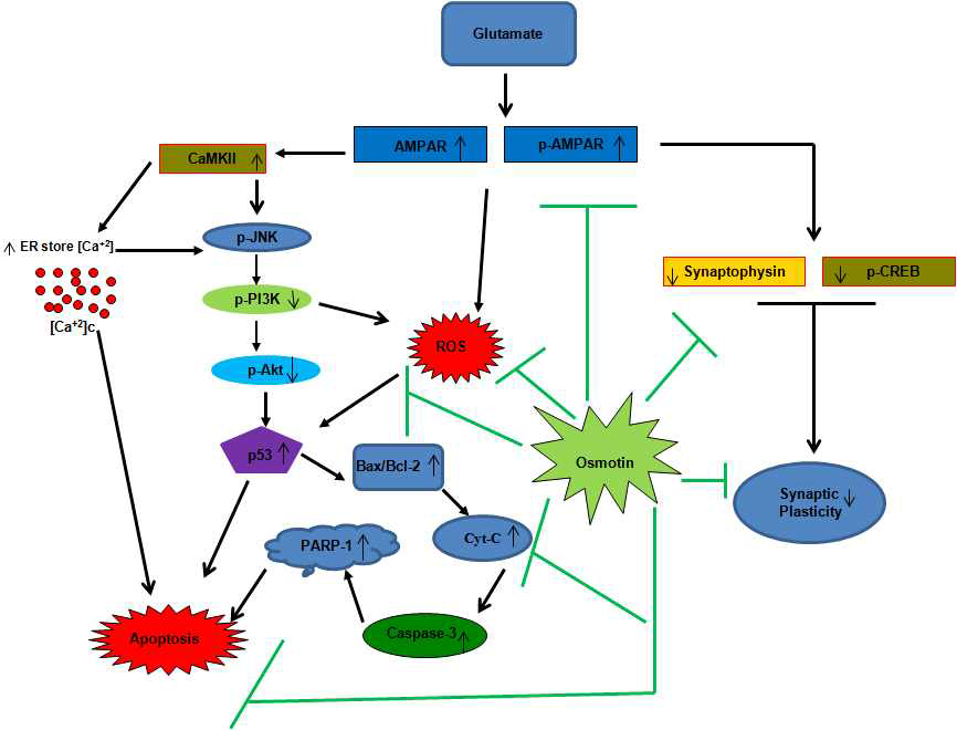 glutamate로 인한 신경퇴행에서 오스모틴에 의한 synaptic plastictiy와 작용 메카니즘에 대한 모식도