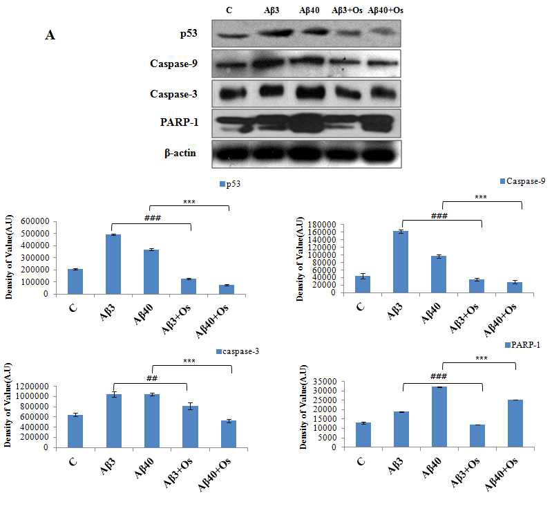 알츠하이머 동물모델(Aβ (I-42) injection 후 3일, 40일)에 오스모틴 투여 12시간 후 해마(hippocampus) 부위에서 p53, Caspase-3, 9, PARP-1의 발현이 억제됨을 관찰. C; control, Aβ3; Aβ처리 후 3일 경과, Aβ40; Aβ처리 후 40일 경과, Aβ3+Os; Aβ처리 후 3일 경과 뒤 오스모틴 투여, Aβ40+Os; Aβ처리 후 40일 경과 뒤 오스모틴 투여