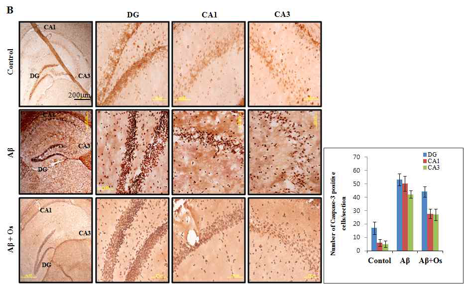 치매동물모델(Aβ (1-42) injection 후 3일, 40일)에 오스모틴 투여(12시간, 4시간) 후 hippocampus 부위 (DG, CA1, CA3)에서 caspase-3 단백질 발현이 억제됨을 관찰한 면역 confocal 사진. C; control, Aβ; Aβ처리 군, Aβ+Os; Aβ처리 후 오스모틴 투여