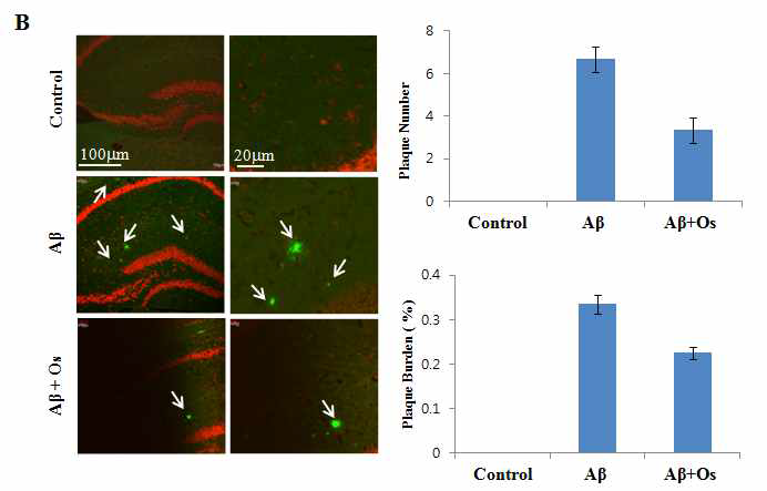 치매동물모델(Aβ (1-42) injection후 3일, 40일)에 오스모틴 투여 (12시간, 4시간)후 hippocampus 부위에서 Aβ, BACE-1 플라그 형성이 억제됨을 관찰. C; control, Aβ3; Aβ처리 후 3일 경과, Aβ40; Aβ처리 후 40일 경과 뒤 오스모틴 투여, Aβ3+O; Aβ처리 후 3일 경과 뒤 오스모틴 투여, Aβ40+O; Aβ처리 후 40일 경과 뒤 오스모틴 투여. A, Aβ, BACE-1에 대한 단백질발현 변화 B, 오스모틴 투여 시 해마부위에서 플라그 형성이 억제됨을 관찰한 confocal 사진