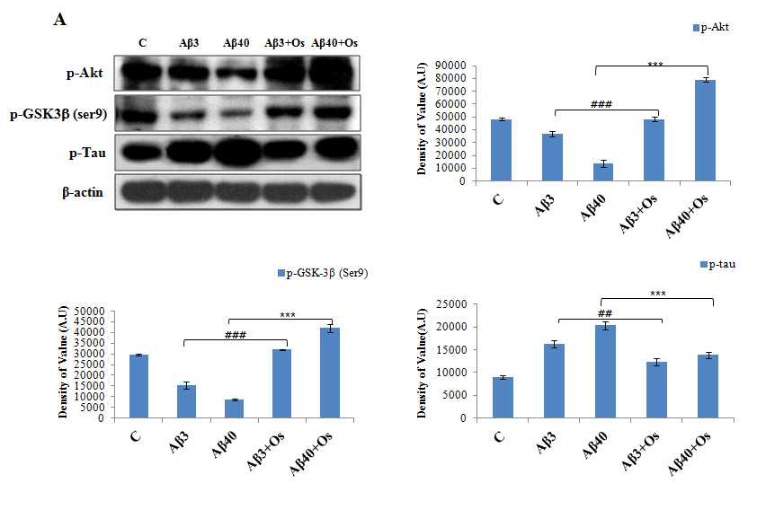 치매동물모델(Aβ (1-42) injection후 3일, 40일)에 오스모틴 투여(12시간, 4시간)후 hippocampus 부위에서 p-Tau 단백질의 인산화 발현이 억제되고 세포내 신호전달 (p-Akt와 p-GSK3 (ser9))은 촉진시킴을 관찰. C; control, Aβ3; Aβ처리 후 3일 경과, Aβ40; Aβ처리 후 40일 경과 뒤 오스모틴 투여, Aβ3+O; Aβ처리 후 3일 경과 뒤 오스모틴 투여, Aβ40+O; Aβ처리 후 40일 경과 뒤 오스모틴 투여