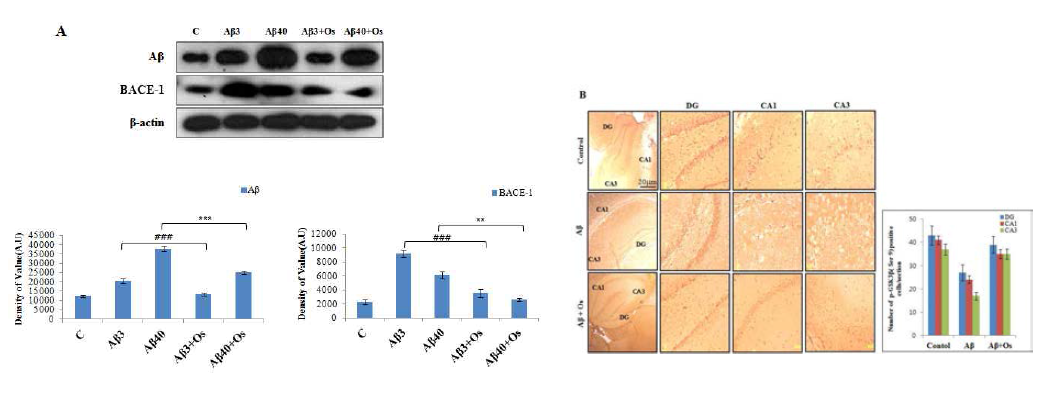 A, p-tau, p-Akt와 p-GSK3 에 대한 단백질발현 변화. B, 해마부위에서 신호전달이 촉진됨을 관찰한 면역 confocal 사진