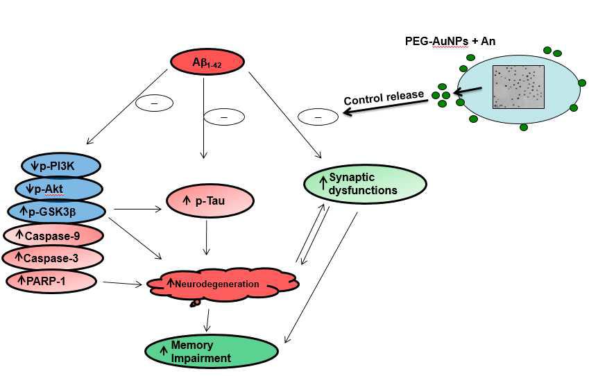 AD의 Aβ1-42-induced mouse model에서 anthocyanin-loaded-PEG-AuNPs (12mg/kg/day for 14 days)의 신경보호적 효과를 나타내는 개요 그림