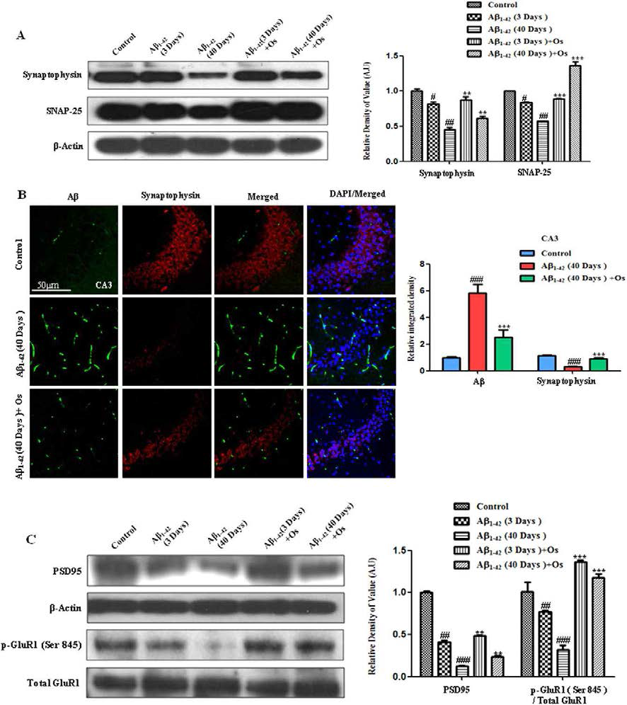 Osmotin의 Aβ1-42에 의한 synaptotoxicity 감소 효과. (A) Mouse 해마부위에서 anti-synaptophysin과 anti-SNAP-25 항체를 사용한 Western blot analysis 결과. 자른 band를 were quantified using Sigma Gel software를 이용하여 정량화하여 histogram을 통해 차이를 표현함. anti-β -actin 항체는 loading control로 사용함. Band density values는 in arbitrary units (A.U.)로 나타냄. as the means ± SEM for the indicated proteins (n = 10 mice/group). (B) immunofluorescence reactivity 결과는 Aβ (D-11) (FITC-labeled, 녹색)과 synaptophysin (TRITC-labeled, 적색)로 나타냄. The 40-day post-Aβ 1-42처리 40일 이후의 mice는 대조군과 비교하였을 때, immunoreactivity를 통해 synaptophysin 시냅스 강도가 감소됨. Osmotin 처리는 Aβ 1-42에 의한 immunofluorescence reactivity for synaptophysin의 감소를 억제함. #significantly different from the vehicle-treated control mice; *significantly different from the Aβ 1-42-treated mice. n = 5 mice/group, n = 3 experiment. Magnification 40x; scale bar = 50 μ m. (C) Mouse 해마부위에서 anti-p-GluR1 (Ser845), anti-total GluR1와 anti-PSD95 항체를 사용한 Western blot analysis 결과. 자른 band를 were quantified using Sigma Gel software를 이용하여 정량화하여 histogram을 통해 차이를 표현함. anti-β -actin 항체는 loading control로 사용함. Band density values는 in arbitrary units (A.U.)로 나타냄. (n = 10 mice/group). #significantly different from the vehicle-treated control mice; *significantly different from the Aβ 1-42-treated mice