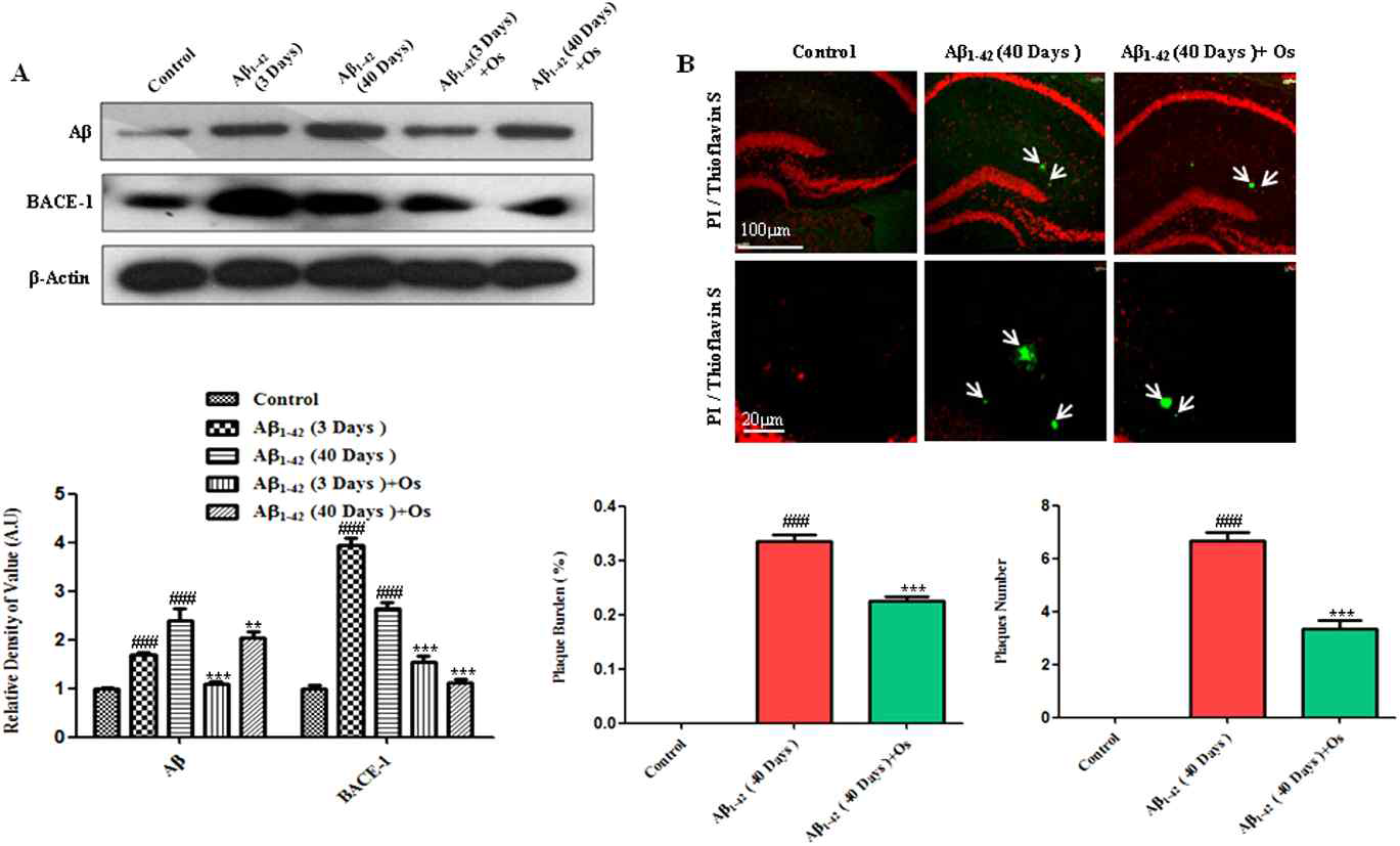 Osmotin이 Aβ과 BACE-1 발현을 완화시킴. (A) Mouse 해마에서의 Aβ(D-11)와 BACE-1 발현 Western blot analysis 결과. 자른 band를 were quantified using Sigma Gel software를 이용하여 정량화하여 histogram을 통해 차이를 표현함. anti-β -actin 항체는 loading control로 사용함. as the means ± SEM for the indicated proteins (n = 10 mice/group). (B) Thioflavin S staining을 통해 Aβ 1-42 injection 40일 후의 Aβ plaques 형태를 나타냄. Osmotin을 처리한 그룹은 Aβ 1-42 treatment만 투여한 그룹과 비교했을 때 plaque 수와 burden(%)가 상당히 감소했다. n = 5 mice/group, n = 3 experiment. Magnification 10x and 40x. Scale bar = 100 μ m and 20μ m. #significantly different from the vehicle-treated control mice; *significantly different from the Aβ 1-42-treated mice