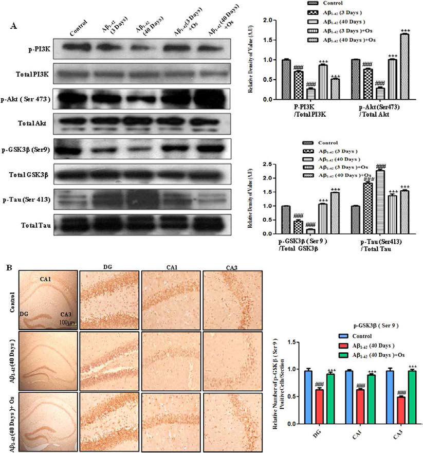 Osmotin 처리 시 PI3K/Akt/GSK-3β signaling pathway 조절을 통해서 Aβ에 의한 tau 과인산화를 막음. (A) Mouse 해마부위에서 anti-p-PI3K, anti-total PI3K, anti-p-Akt (Ser473), anti-total Akt, anti-p-GSK-3β (Ser9), anti-total GSK3β , anti-p-Tau (Ser413), anti-total tau 항체를 사용한 Western blot analysis 결과. 자른 band를 were quantified using Sigma Gel software를 이용하여 정량화하여 histogram을 통해 차이를 표현함. anti-β -actin 항체는 loading control로 사용함. Band density values는 in arbitrary units (A.U.)로 나타냄. as the means ± SEM for the indicated proteins (n = 10 mice/group). #significantly different from the vehicle-treated control mice; *significantly different from the Aβ 1-42-treated mice. (B) Immunohistochemistry 결과, Aβ 1-42 40일 처리 후의 mice에서 p-GSK3β (Ser9) immunoreactivity가 감소된것으로 보인다. Osmotin 처리 mice는 Aβ 1-42만 처리한 mice에 비해 해마 DG, CA1, CA3에서 p-GSK3β (Ser9)발현이 현저히 증가함.. n = 5 mice/group, n = 3 experiment. Scale bar = 100 μ m. #significantly different from the vehicle-treated control mice; *significantly different from the Aβ 1-42-treated mice