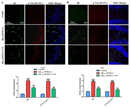 (A, B) Anti-Aβ (D-11) (FITClabeled, green), anti-p-tau (Ser413) (TRITC-labeled, red) 항체를 이용한 immunofluorescence 결과. Aβ 1-42 40일 처리 후 Aβ가 증가함. (green FITC-labeled) and p-Tau (Ser413) (red TRITC-labeled) 해마 CA3와 DG 부위에서의 immunofluorescence reactivity . Osmotin을 처리시 Treatment with osmotin ameliorated the effects of Aβ 1-42의 효과가 약화되었고 . p-tau (Ser413)와 Aβ의 immunoreactivity가 상당히 감소하였다. n = 5 mice/group, n = 5 experiment. Magnification 40x; scale bar = 50 μ m. #significantly different from the vehicle-treated control mice; *significantly different from the Aβ 1-42-treated mice