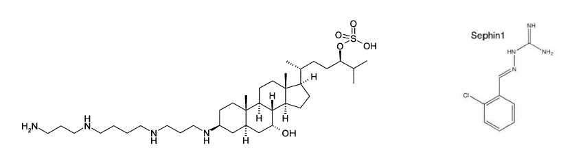 Trodusquemine (좌측) 및 Sephin1 (우측) 화학구조