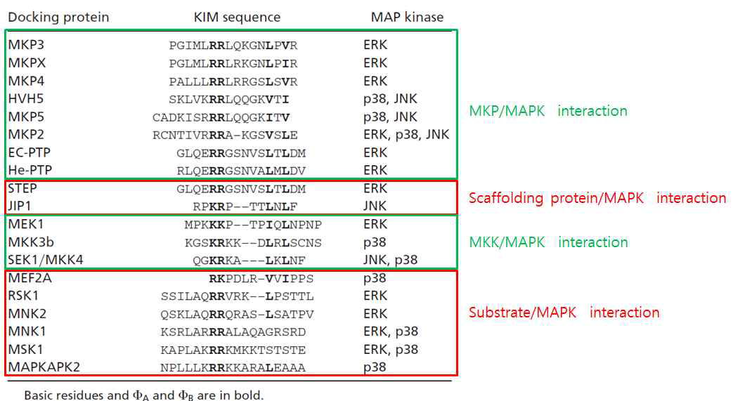 MAPK 와 결합하는 DUSP 및 partner 단백질 peptide
