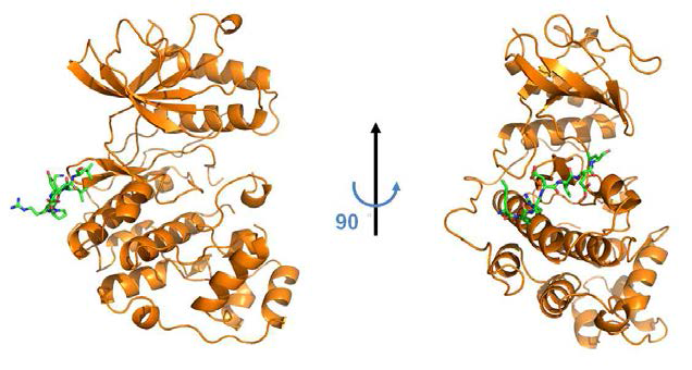 Erk2 (주황색)와 Elk1 peptide (녹색)의 결합 구조