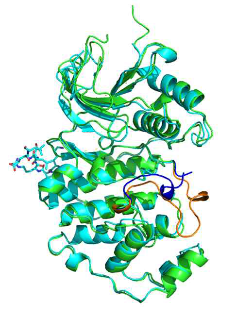 Elk1 peptide 결합에 따른 Erk2의 activation loop의 구조 변화. Elk1 결합전의 구조가 녹색 및 주황색 activation loop이며 Elk1 결합 구조가 하늘색 및 파란색 activation loop임