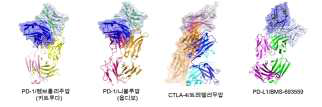 면역체크포인트 분자인 PD-1, PD-L1, CTLA-4에 결합된 면역항암제 항체 Fab 구조규명