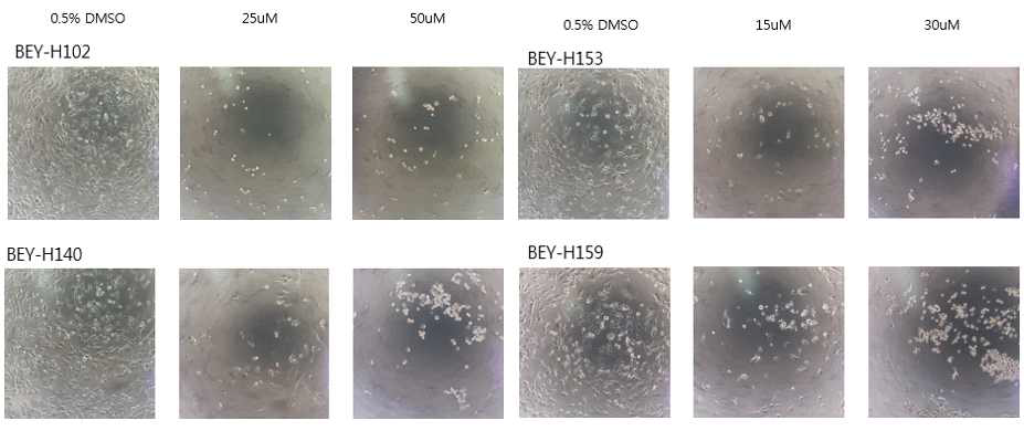 유방암 세포주 (MDA-MB-231) 의 성장저해 효과 예