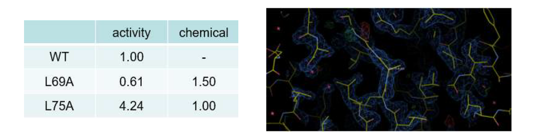 DUSP 활성을 조절하는 cavity mutation 과 활성복원 화합물 발굴. (왼쪽그림) cavity mutation 과 화합물에 의한 활성 복원 (오른쪽 그림) DUSP19/L75A cavity mutation 의 전자밀도지도