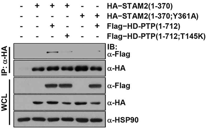 HEK293 세포에서 HD-PTP:STAM2 결합 검증