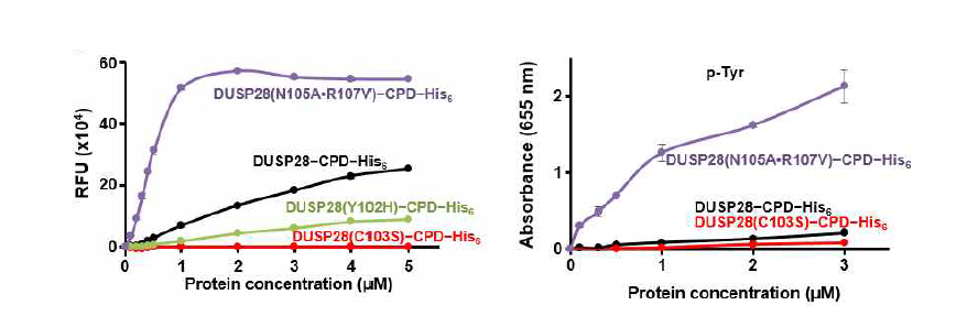 돌연변이 DUSP28의 pNPP (좌측) 및 인산화 타이로신 (우측)에 대한 효소 활성