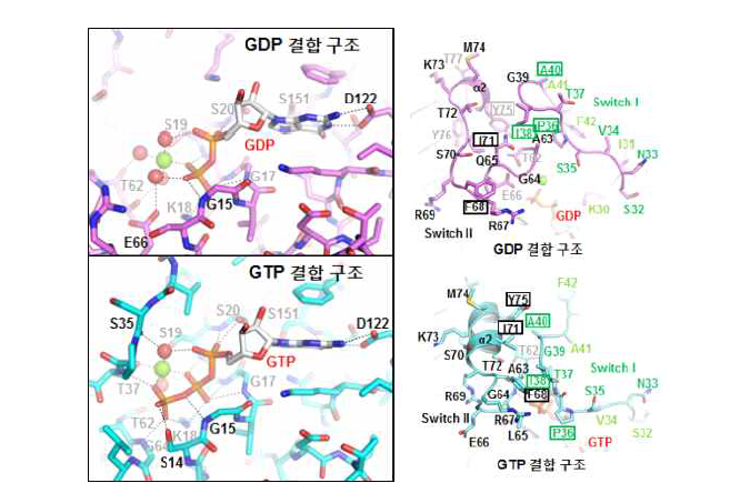 GDP/GTP 변환에 따른 해당 단백질의 삼차구조 변환