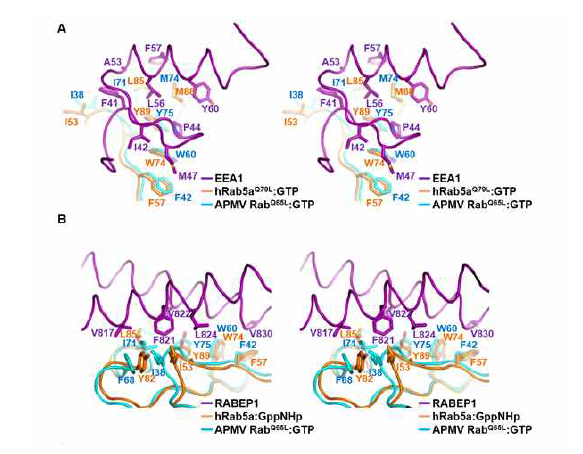 APMV Rab 활성화 형태와 effector 단백질 결합 모델링