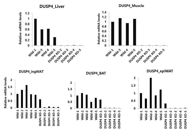 DUSP4 KO 마우스 모델 확립 후 각 조직별 DUSP4의 발현변화 분석