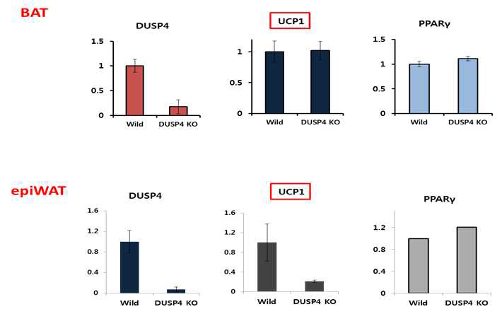 DUSP4 KO마우스 모델에서의 갈색지방 및 내장지방에서 UCP-1 발현 변화