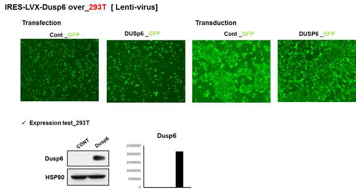 Lentivirus를 이용한 DUSP6의 과발현 확인