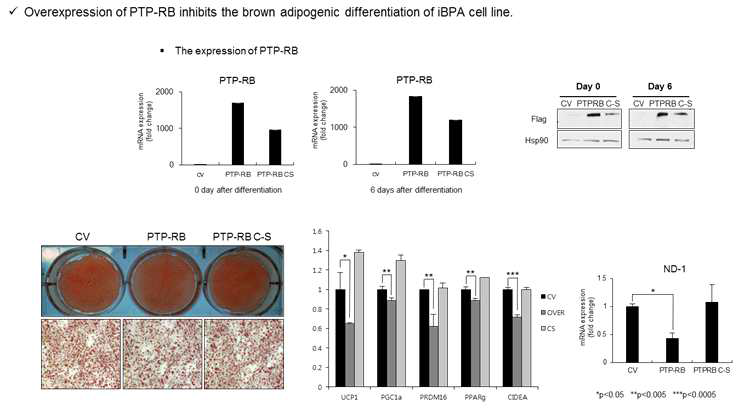 갈색지방세포 분화과정에서의 PTPRB 분화억제효과