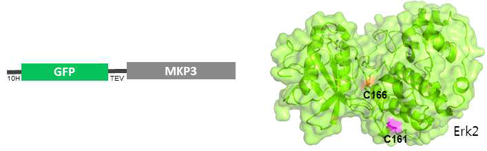 GFP-MKP3의 construct 와 형광물질 표지 가능한 Erk2의 Cys 잔기