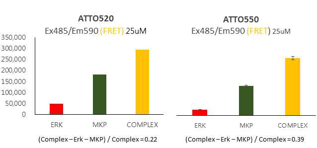 Erk2-MKP3 복합체의 FRET 반응 확인 결과