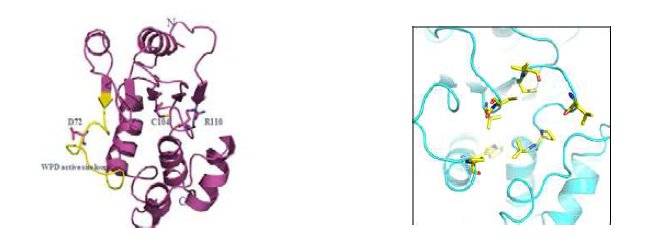 PTP family는 특이적인 motif CX5R(P loop) PRL-3 catalytic site WPD active site loop를 가짐