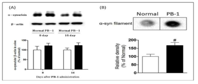 PB-1 투여군의 대장 조직에서 α-synuclein monomeric form(A) 및 filament form(B) 발현의 증가 확인(□: Normal, ■: PB-1)