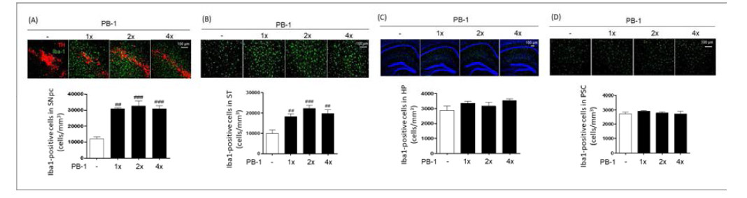 PB-1 투여 용량별 뇌 흑색질 및 선조체 부위 선택적 신경염증 유도 확인(A: 흑색질 내 Iba-1-positive cells 정량, B: 선조체 내 Iba-1-positive cells 정량, C: 해마 내 IIba-1-positive cells 정량, D: 대뇌피질 내 Iba-1-positive cells 정량)